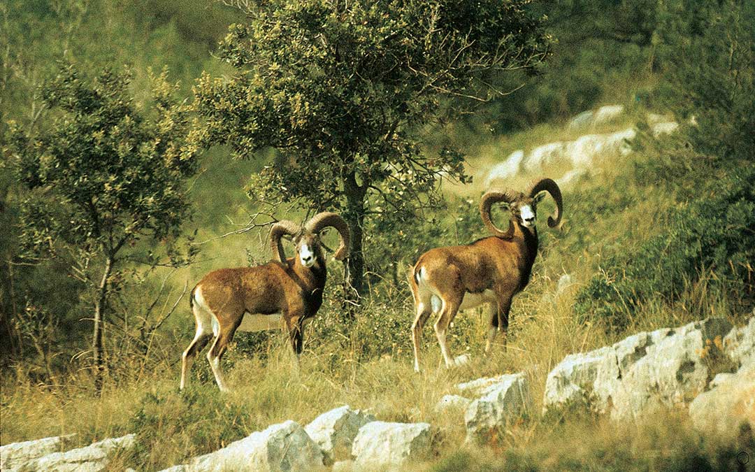 Istražite Korčulu-Prirodna baština-Fauna-Muflon