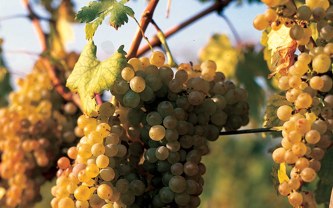Istražite Korčulu-Prirodna baština-White grapes