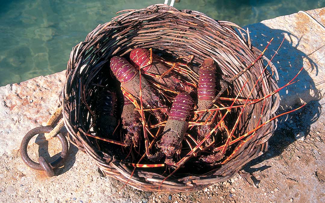 Istražite Korčulu-Prirodna baština-Fauna-Lobster