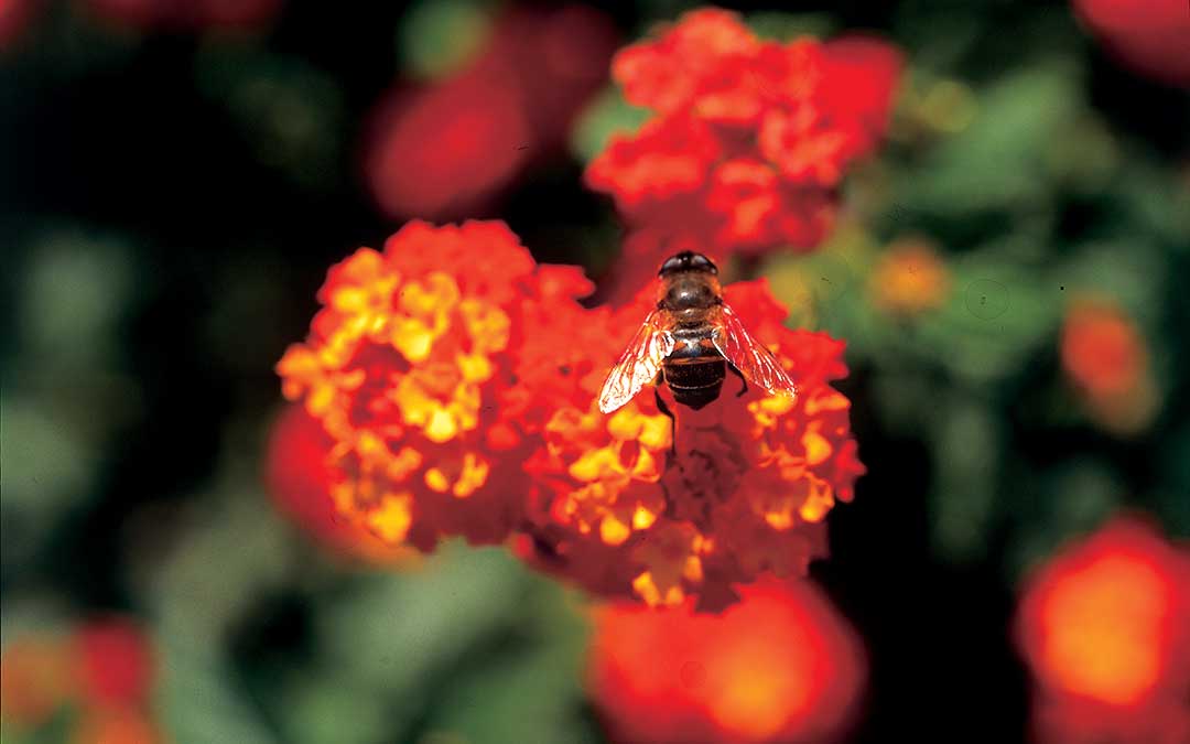 Istražite Korčulu-Prirodna baština-Bee
