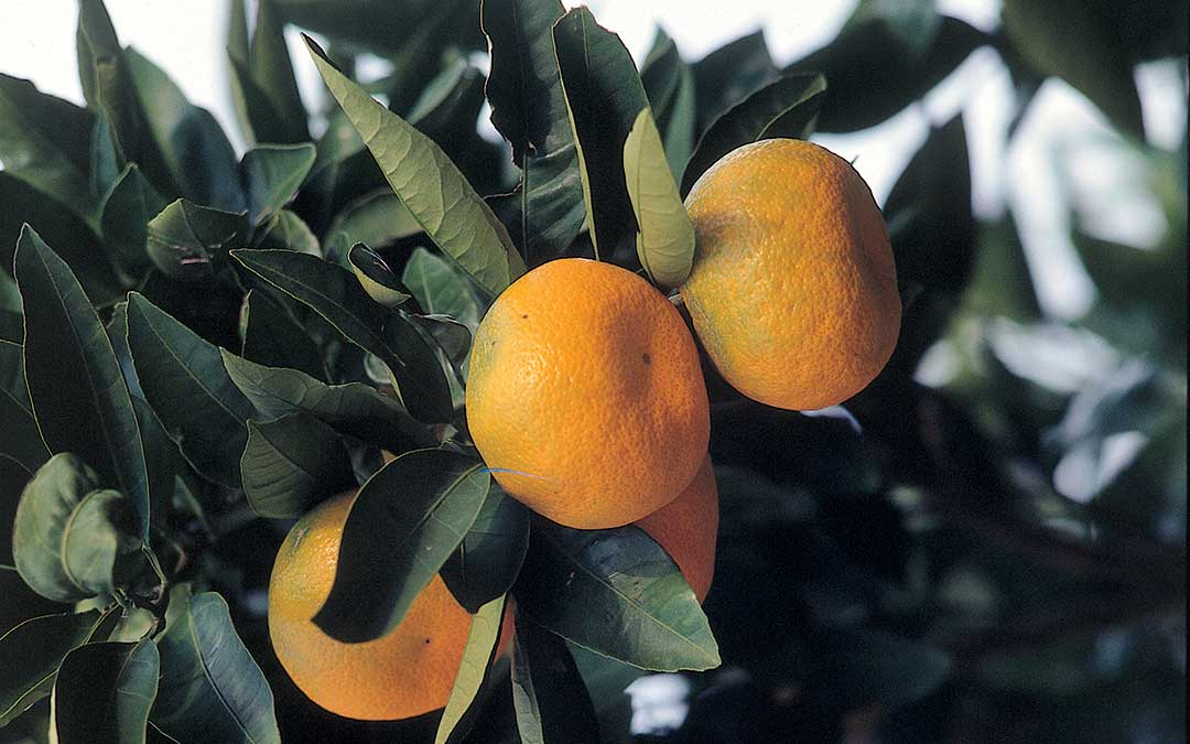 Découverte de Korčula - Patrimoine naturel-Orange