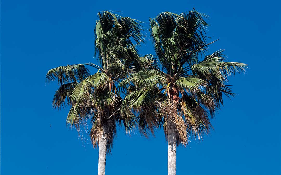 Découverte de Korčula - Patrimoine naturel-Palms