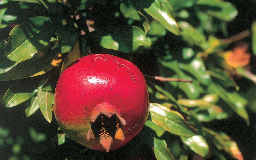 Istražite Korčulu-Prirodna baština-Pomegranate