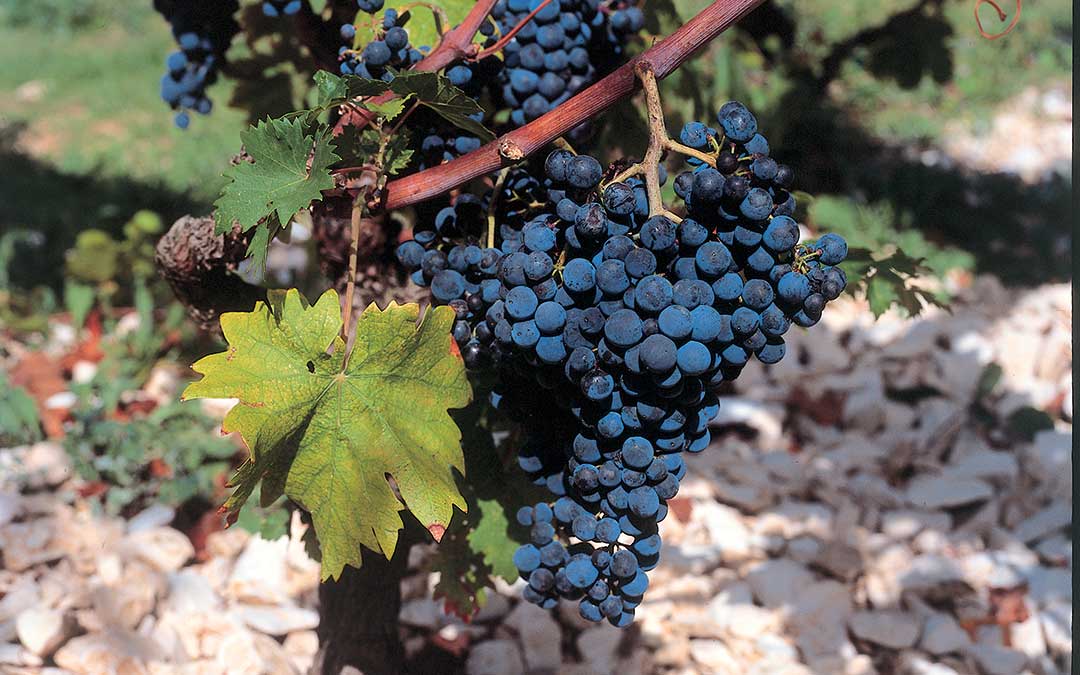 Discover Korčula-Natural heritage-Red grapes