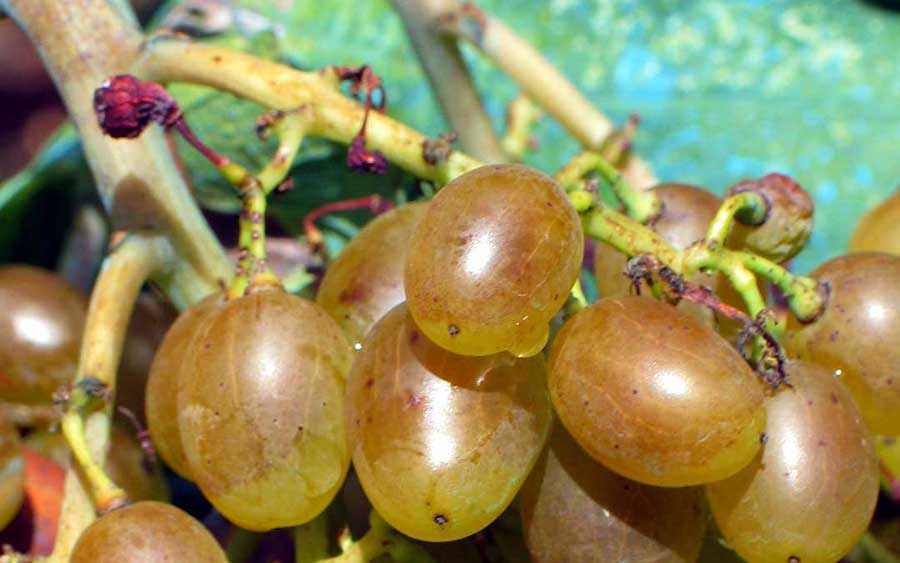 Enology of Island Korčula